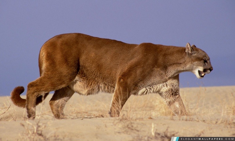 Le Hunter Mountain Lion, Arrière-plans HD à télécharger