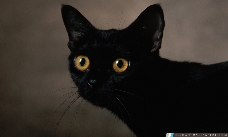 Black Cat, Arrière-plans HD à télécharger