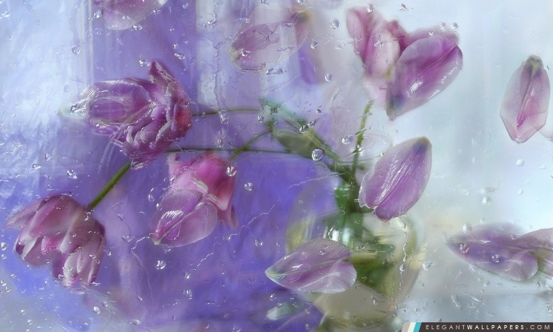 Tulipes roses à travers une fenêtre, Arrière-plans HD à télécharger