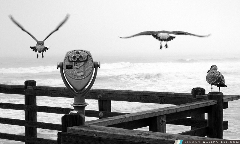 Trois oiseaux sur un quai, Arrière-plans HD à télécharger