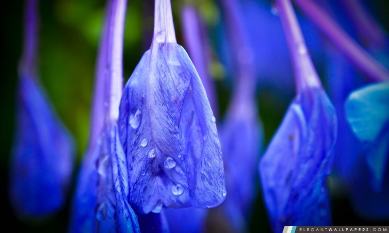 Fleur bleue avec des gouttes de pluie, Arrière-plans HD à télécharger