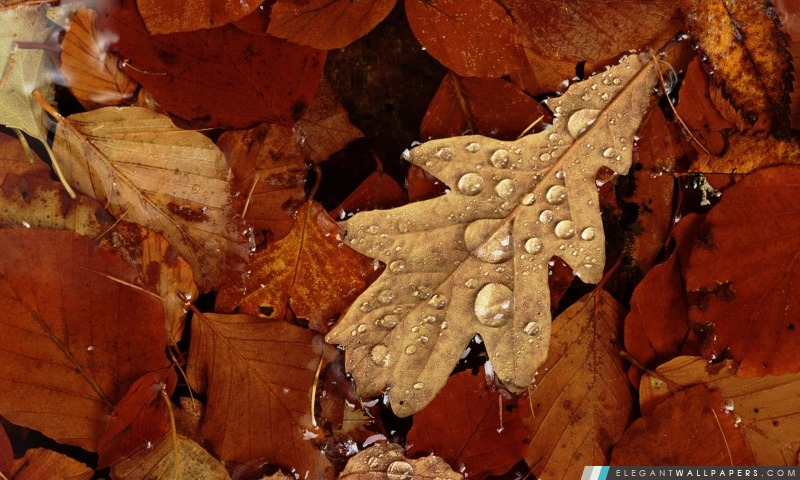 Anglais feuille de chêne dans l'étang automne Angus Ecosse Royaume-Uni en Europe, Arrière-plans HD à télécharger
