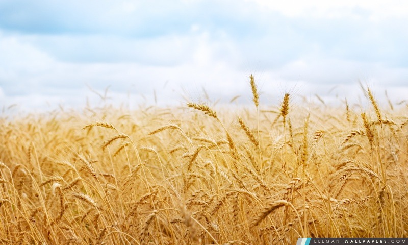Le rendement du blé, Arrière-plans HD à télécharger