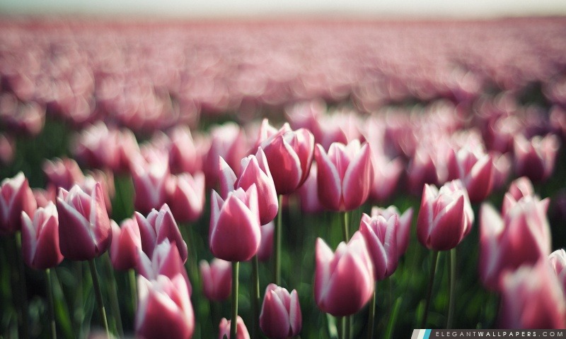 Tulipes roses Printemps, Arrière-plans HD à télécharger