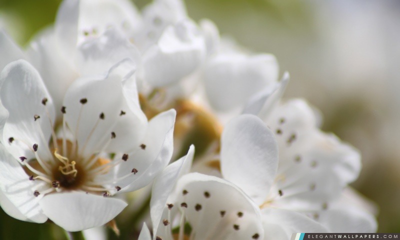Blanc Fleurs de printemps, macro, Arrière-plans HD à télécharger