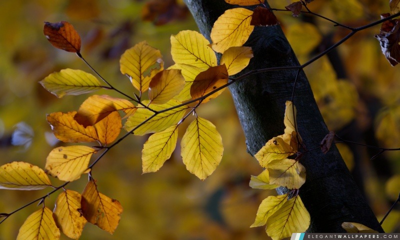 Les feuilles des arbres, automne, Arrière-plans HD à télécharger