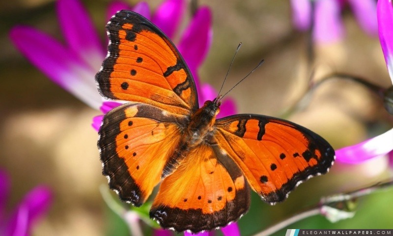 Papillon orange, Arrière-plans HD à télécharger