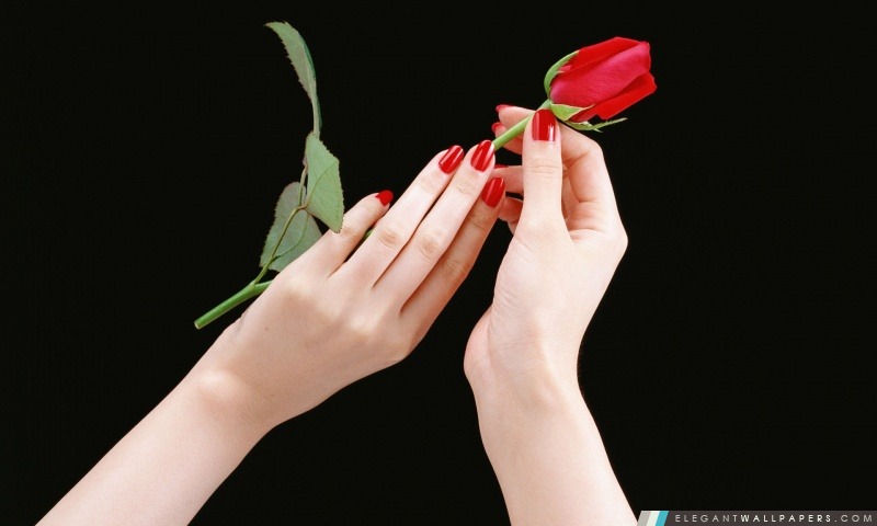 Jour de Rose rouge Valentine, Arrière-plans HD à télécharger