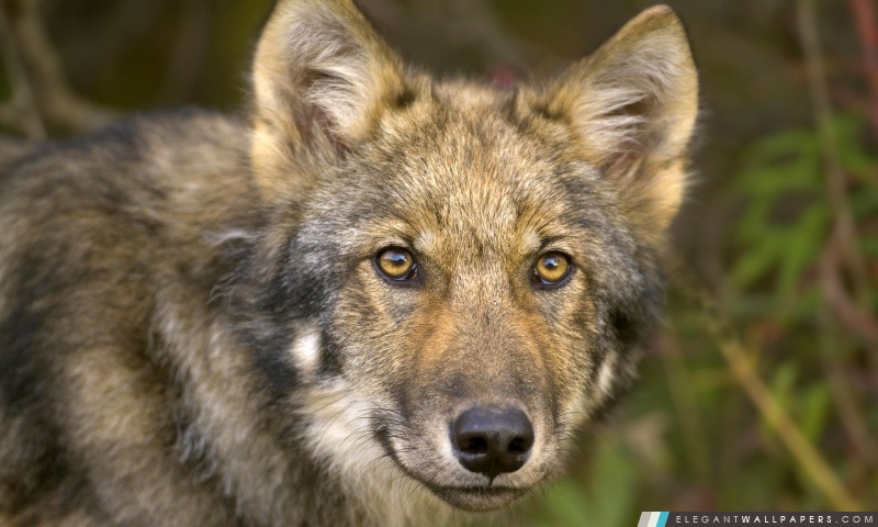 Timber Wolf, Arrière-plans HD à télécharger