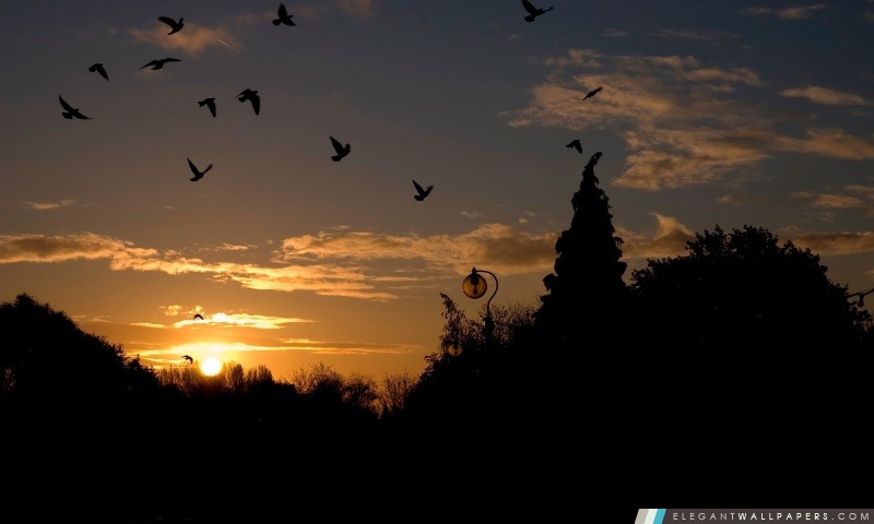 Birds In The Park, Sunset, Arrière-plans HD à télécharger