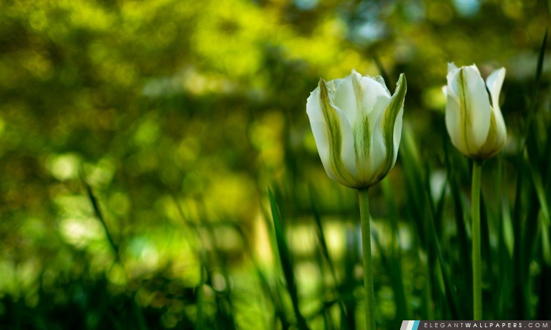 Blanc tulipes au printemps, Arrière-plans HD à télécharger