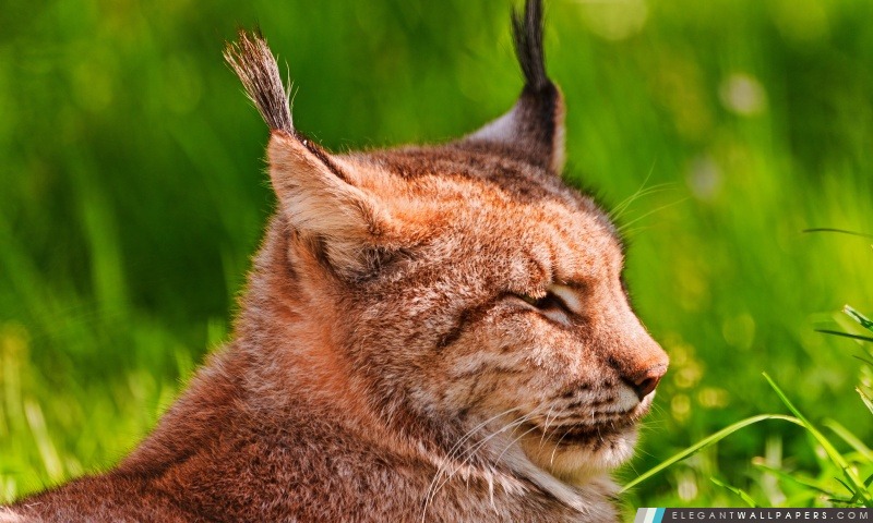 Repos Lynx, Arrière-plans HD à télécharger