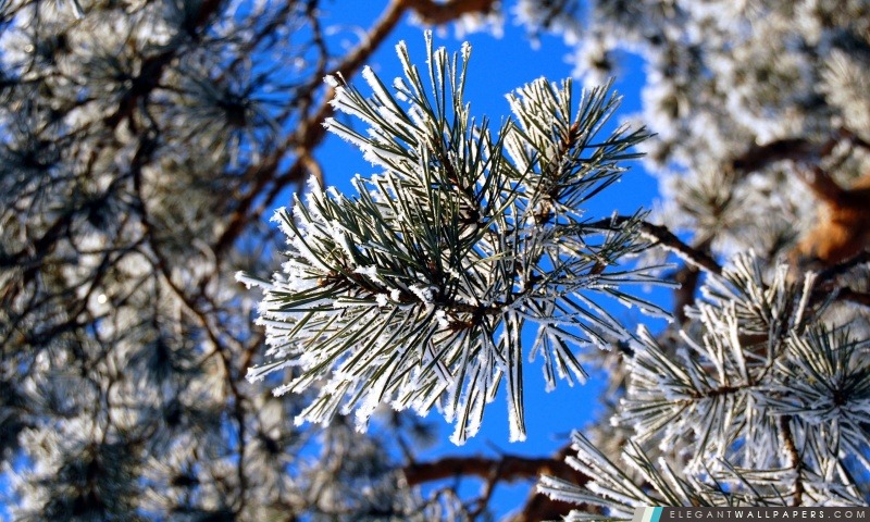 Pine Needles, hiver, Arrière-plans HD à télécharger