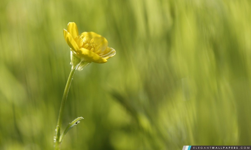 Petite fleur jaune, Arrière-plans HD à télécharger