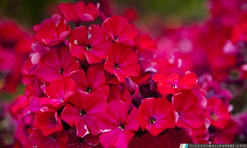 Fleurs rouges de jardin, Arrière-plans HD à télécharger