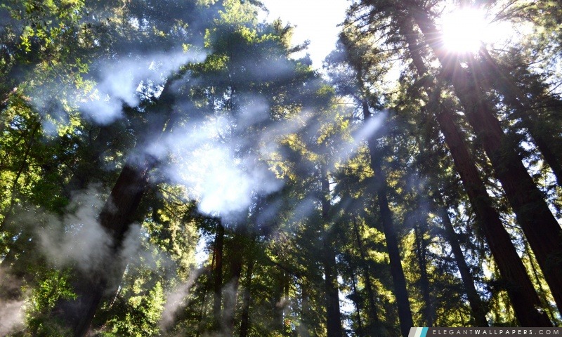 Lumière à travers les arbres, Arrière-plans HD à télécharger