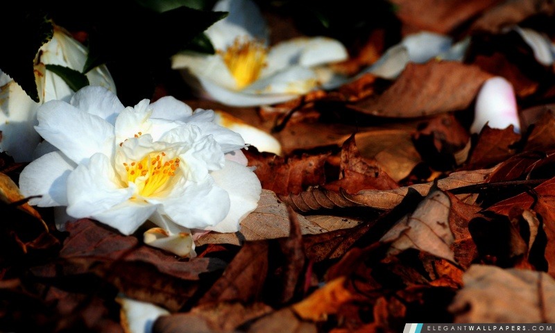 Fleurs blanches Fallen, Arrière-plans HD à télécharger
