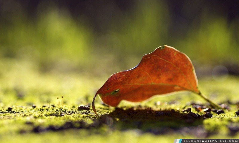 Autumn Leaf Bokeh, Arrière-plans HD à télécharger
