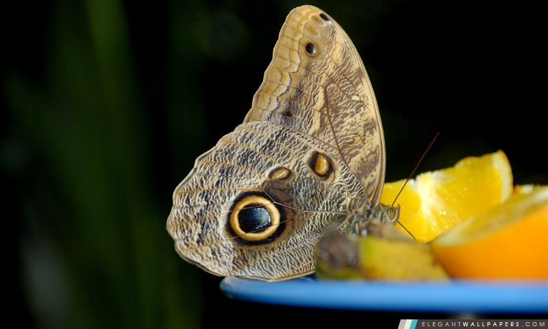 Papillon, de fleur d'oranger, Arrière-plans HD à télécharger