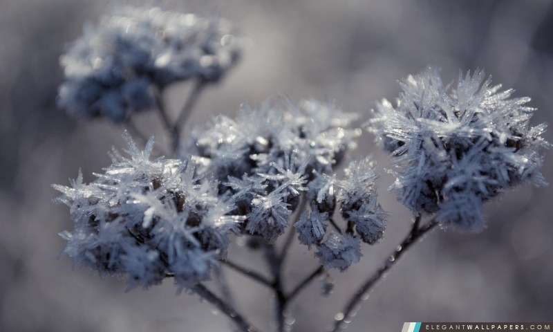 Frozen Flowers, Arrière-plans HD à télécharger