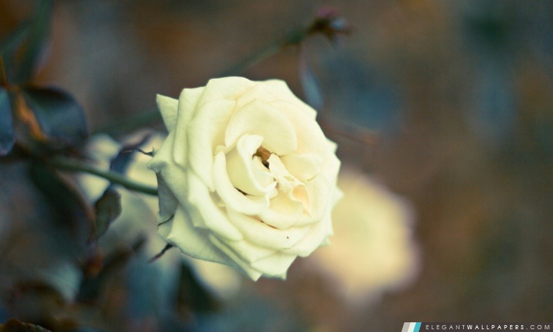 Belle Rose blanche, Arrière-plans HD à télécharger