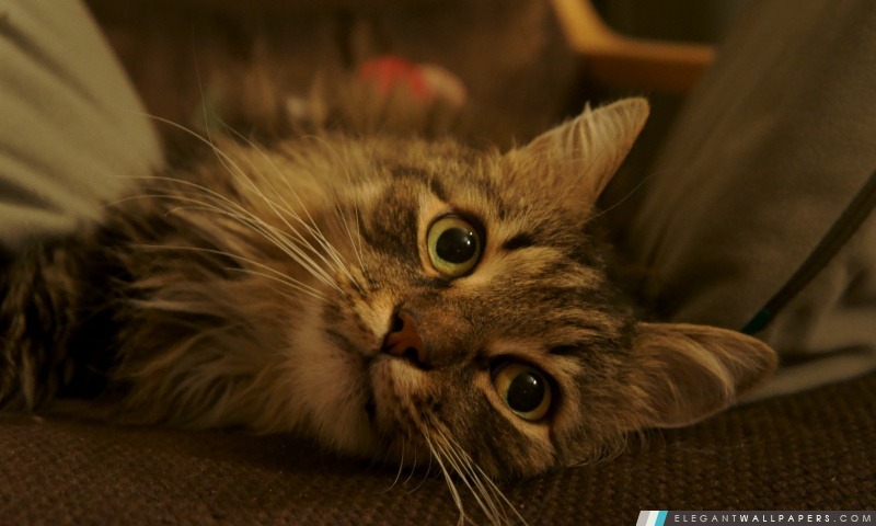 Lazy Cat Looking Up, Arrière-plans HD à télécharger