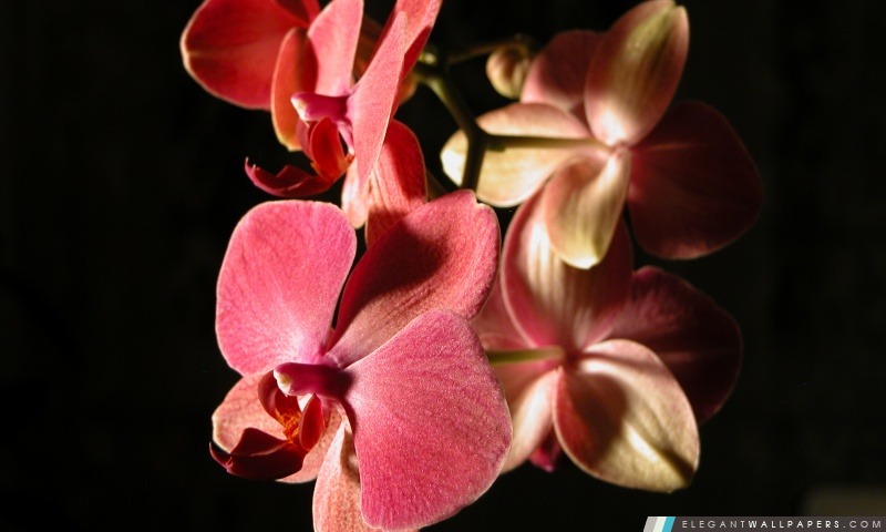 Orchidées roses, Arrière-plans HD à télécharger