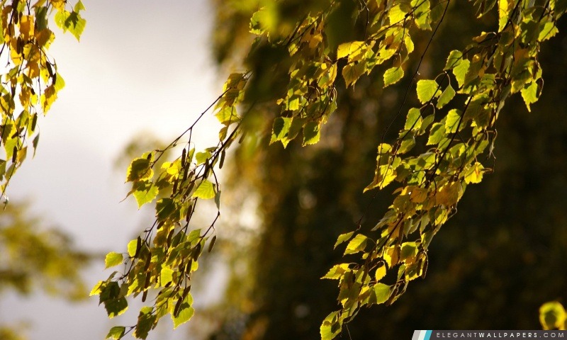 Les feuilles de bouleau, Arrière-plans HD à télécharger