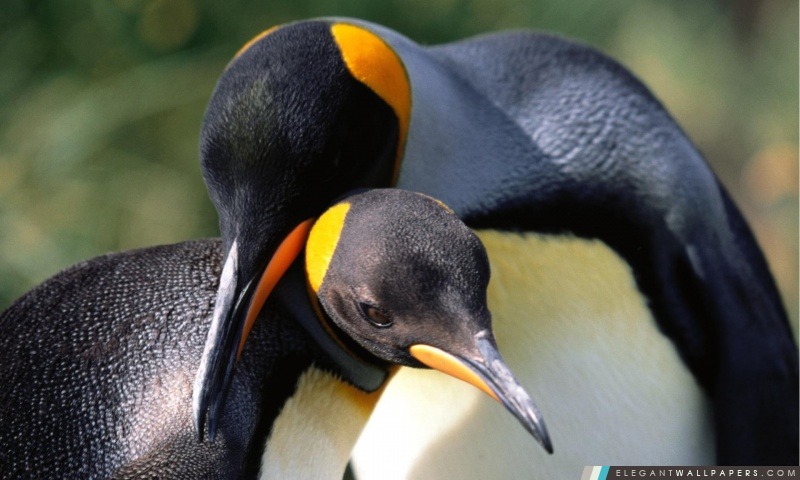 King Penguins amour, Arrière-plans HD à télécharger