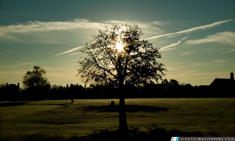 Silhouette d'arbre Photographie, Arrière-plans HD à télécharger