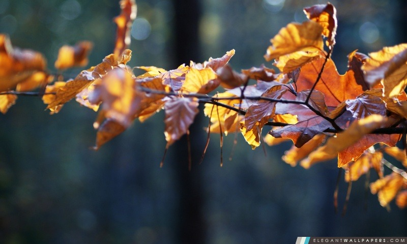 Hêtre feuilles de couleur rouille, Arrière-plans HD à télécharger