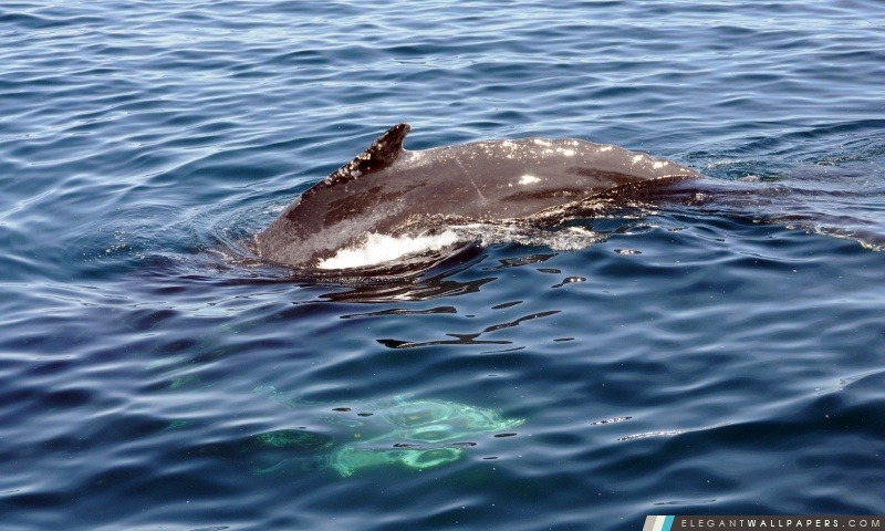 Dolphin Swimming, Arrière-plans HD à télécharger