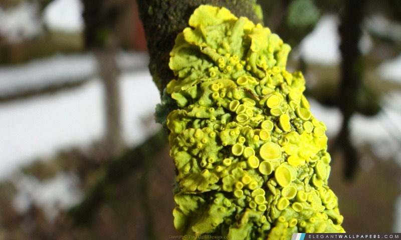 Lichens verts, Arrière-plans HD à télécharger
