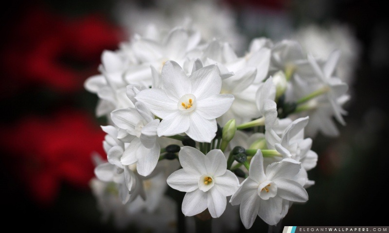 Fleurs blanches, Arrière-plans HD à télécharger