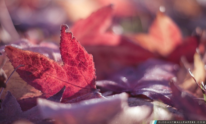 Feuilles rouges, automne, Arrière-plans HD à télécharger