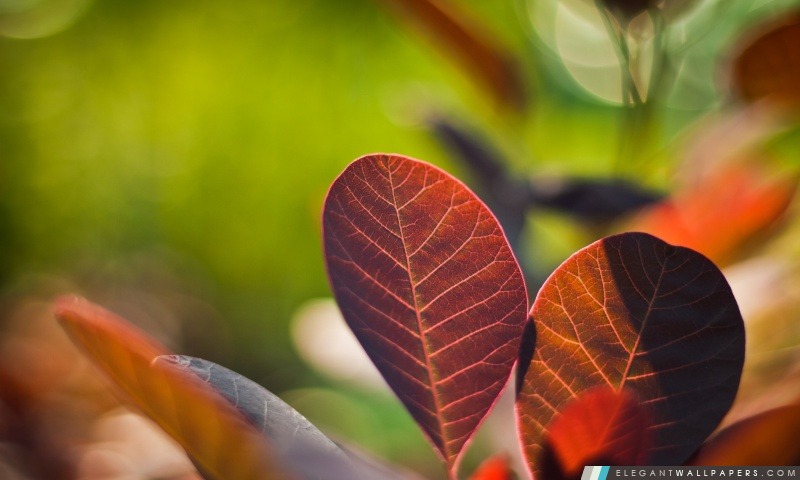 Rougeâtre feuilles Close-up, Arrière-plans HD à télécharger