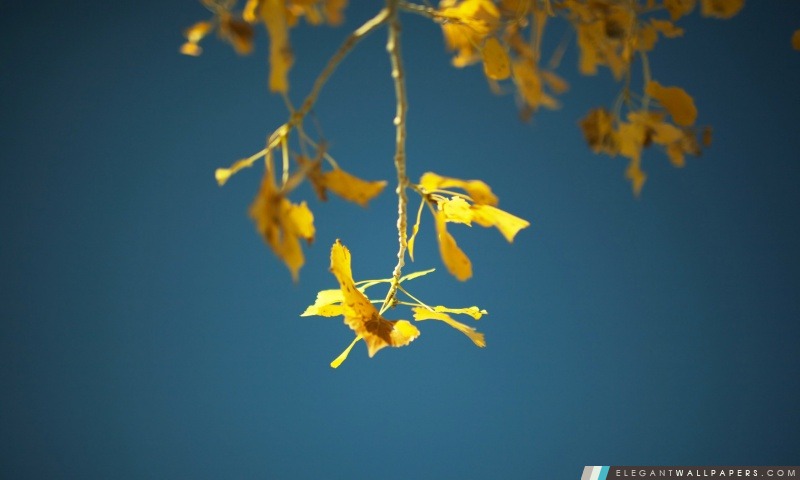 Brindilles de bouleau et les feuilles, l'automne, Arrière-plans HD à télécharger