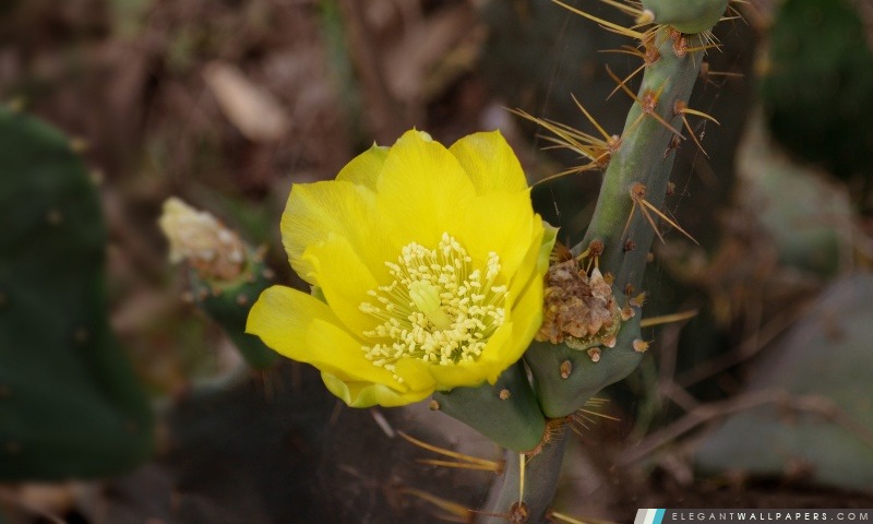 Fleur de cactus, Arrière-plans HD à télécharger