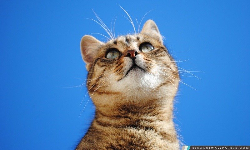 Cat, Blue Sky, Arrière-plans HD à télécharger