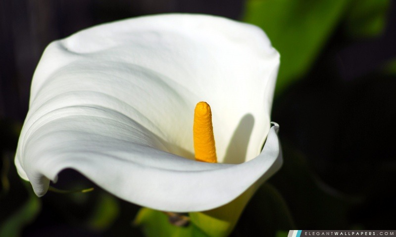 Macro fleur de calla, Arrière-plans HD à télécharger