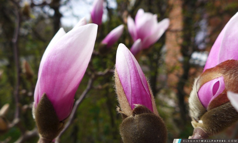 Arbre de magnolia, Arrière-plans HD à télécharger