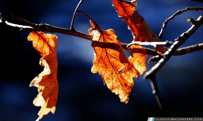 Feuilles de chêne, automne, Arrière-plans HD à télécharger
