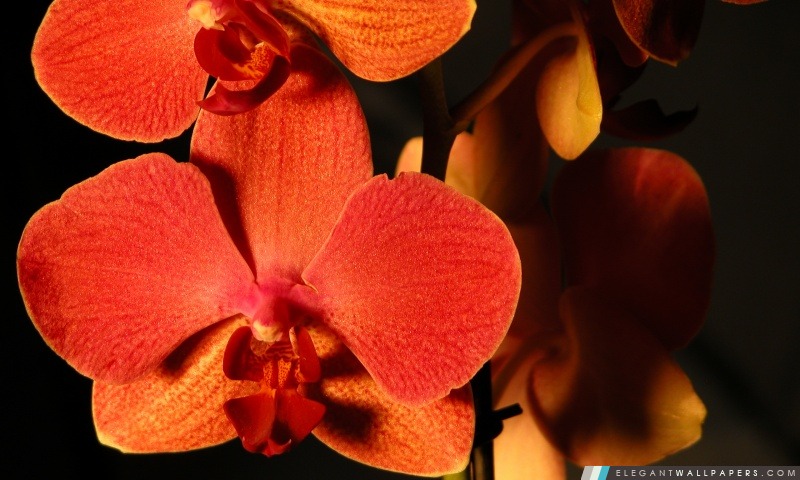 Orchidées oranges, Arrière-plans HD à télécharger