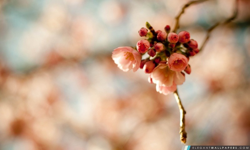 Fleurs de cerisier, Arrière-plans HD à télécharger