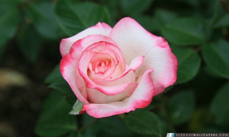 Rose blanche avec des bords rouges, Arrière-plans HD à télécharger