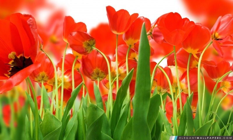 Tulipes rouges, Arrière-plans HD à télécharger