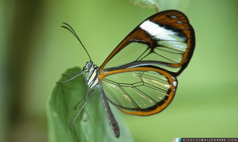 Ailes de papillon transparentes, Arrière-plans HD à télécharger