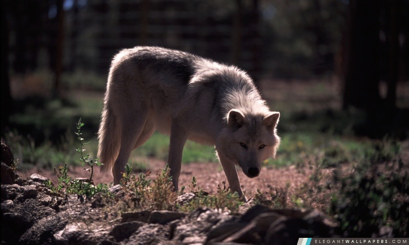 Wolf par Dave Johnson, Arrière-plans HD à télécharger