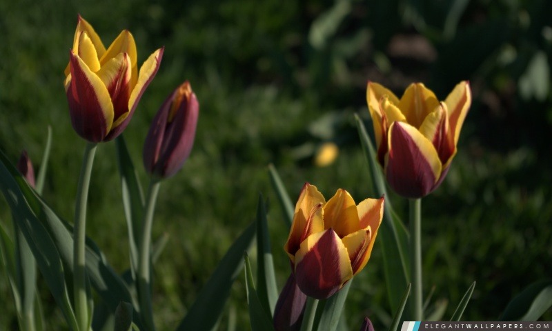 Deux Couleurs Tulipes, Arrière-plans HD à télécharger
