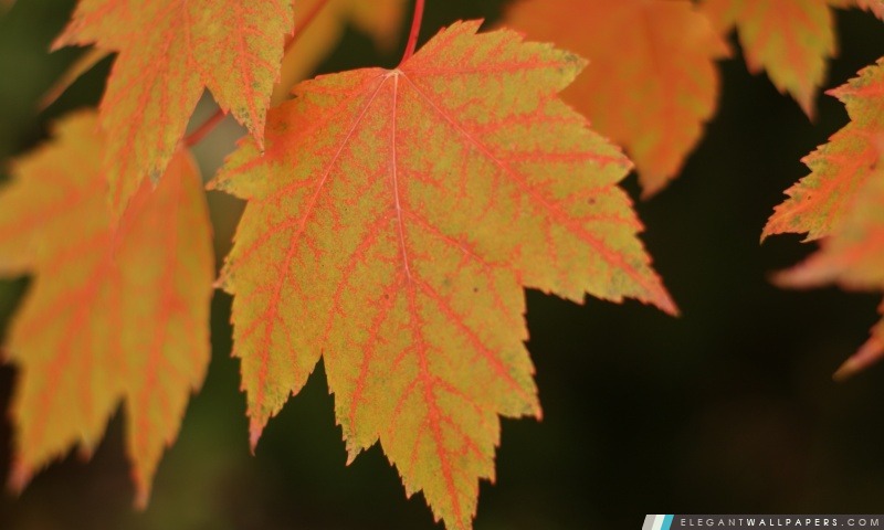 Maple automne, Arrière-plans HD à télécharger